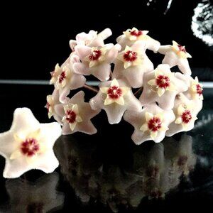 Meet your Posher, Sooma